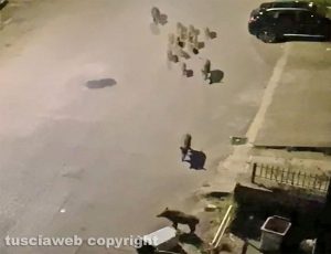 Viterbo - Cinghiali in via Monte Santo