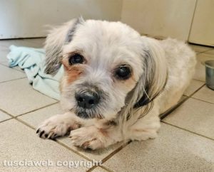 Orte - Cagnolina trovata a Orte scalo