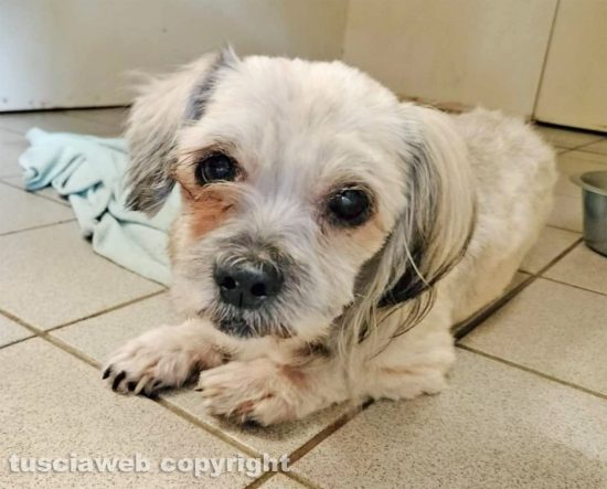 Orte - Cagnolina trovata a Orte scalo 