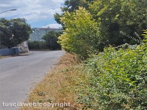 Viterbo - Isola verde trascurata in via Beato Domenico della Madre di Dio