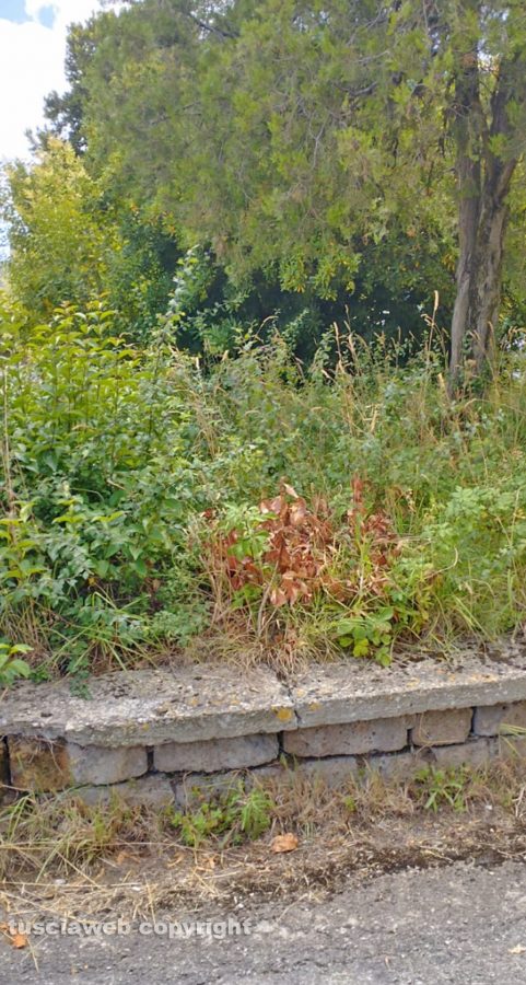 Viterbo - Isola verde trascurata in via Beato Domenico della Madre di Dio