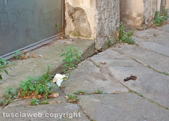 Viterbo - Escrementi di cani e piccioni in Via Sant'Egidio