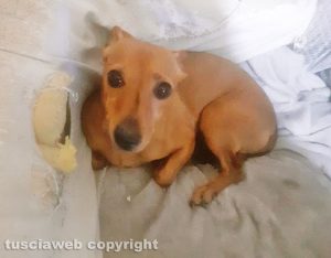 Orte - Mini Pincher Viola smarrita a Orte scalo