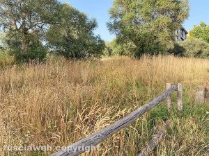Viterbo - Erba alta a Ponte dell'Elce