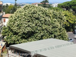 Viterbo - Albero davanti alla scuola Egidi