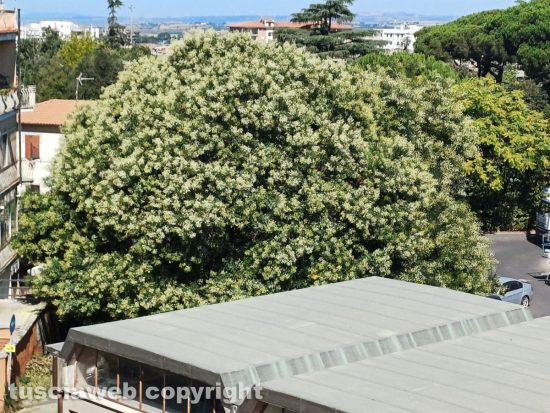 Viterbo - Albero davanti alla scuola Egidi 
