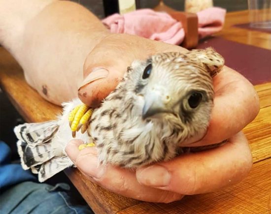 Tarquinia - Piccolo falco trovato nel centro storico di Tarquinia, salvato dai volontari Aeopc