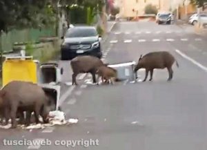 Viterbo - Cinghiali al Pilastro