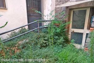 Viterbo - La vegetazione in via Cardinal La Fontaine dietro palazzo Gatti