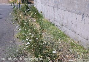 Viterbo - Erbacce lungo il marciapiedi in via Santa Giacinta Marescotti