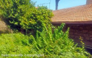 Viterbo - Vegetazione vicino un'abitazione