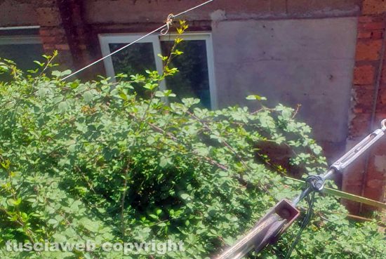 Viterbo - Piazza Dante - Vegetazione vicino un'abitazione