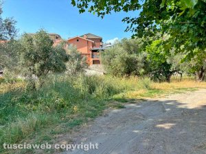 Viterbo - Via Tullio Cima - Erba tagliata a metà dopo la segnalazione a Tusciaweb