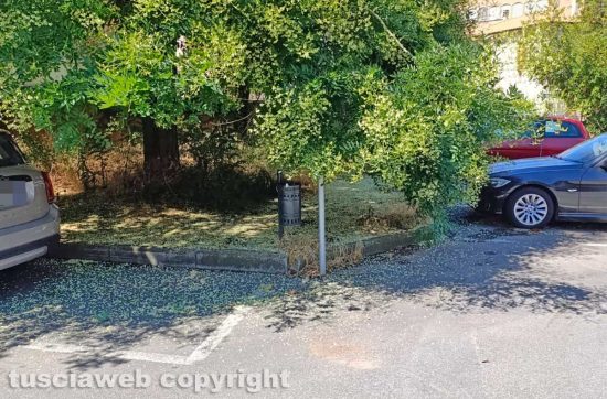 Viterbo - Alberi invadono i parcheggi all'Ellera