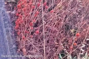 Viterbo - Il marciapiedi di via Del Colle