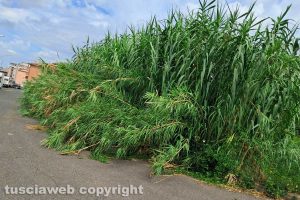 Viterbo - Incuria in via Gaetano Donizetti
