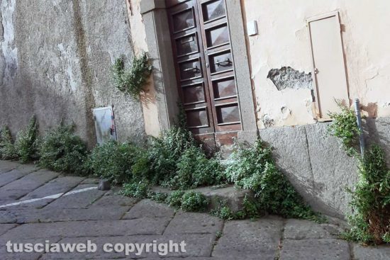 Viterbo - Erbacce in via Santa Rosa