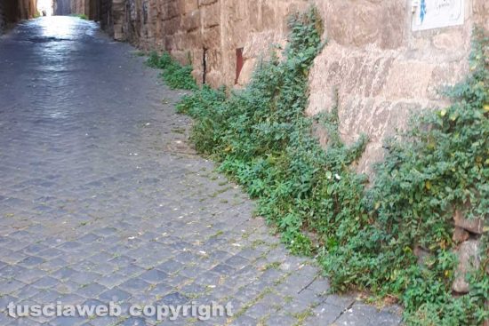 Viterbo - Incuria in via Della Rimessa