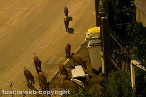 Viterbo - Cinghiali in via De Gasperi