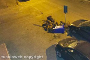 Viterbo - Cinghiali nel quartiere Ellera