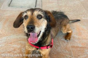 Viterbo - Il cane trovato lungo strada Napolino