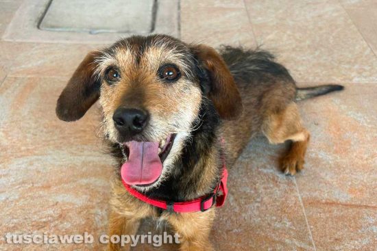 Viterbo - Il cane trovato lungo strada Napolino
