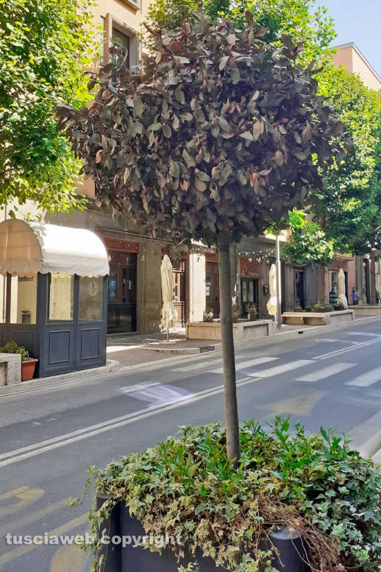Viterbo - Incuria tra gli alberi di viale Marconi