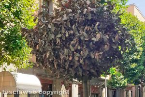 Viterbo - Incuria tra gli alberi di viale Marconi