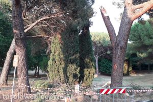 Viterbo - Cade ramo al parco della Quercia