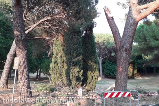 Viterbo - Cade ramo al parco della Quercia