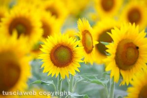 Girasoli