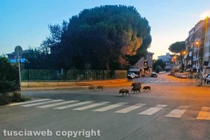 Viterbo - Cinghiali al quartiere Ellera