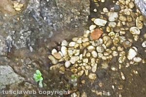 Viterbo - Perdita di acqua a Pratogiardino Lucio Battisti