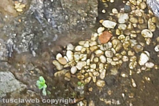 Viterbo - Perdita di acqua a Pratogiardino Lucio Battisti