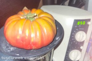 Vitorchiano - Un pomodoro da 850 grammi