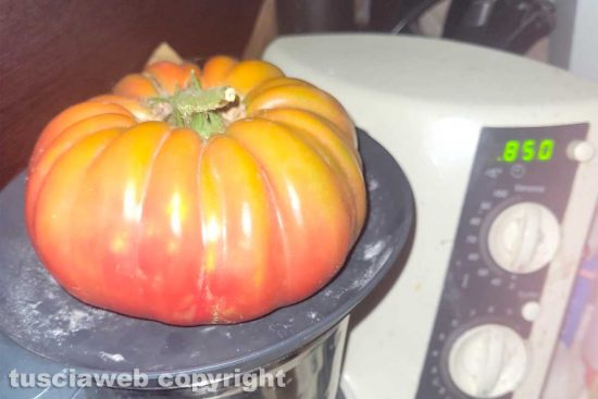 Vitorchiano - Un pomodoro da 850 grammi