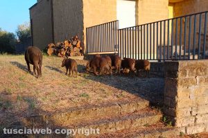 Viterbo - Cinghiali in via Giuseppe Siciliano Dè Gentili