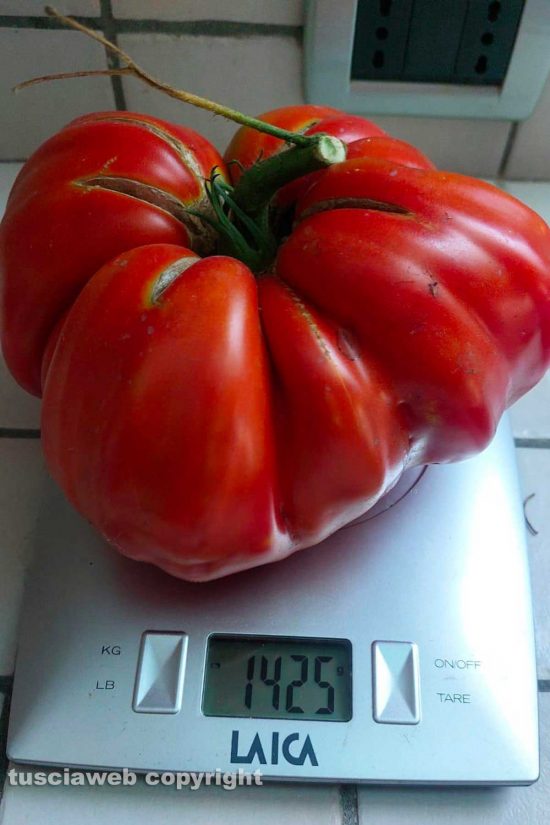 Vetralla - Un pomodoro da 1,4 chili