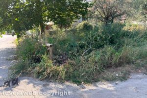 Viterbo - Erba alta in via Tullio Cima