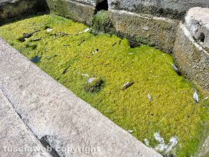 Viterbo - La fontana di piazza della Rocca
