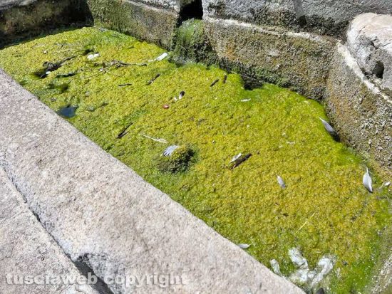 Viterbo - La fontana di piazza della Rocca