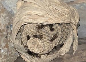 Caprarola - Nido di calabroni in una casa