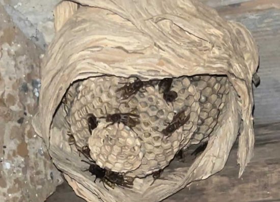 Caprarola - Nido di calabroni in una casa