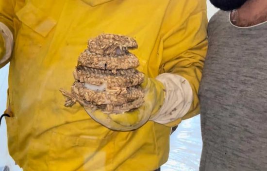 Caprarola - Nido di calabroni in una casa