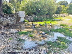 Viterbo - La perdita d'acqua a Pratogiardino Lucio Battisti
