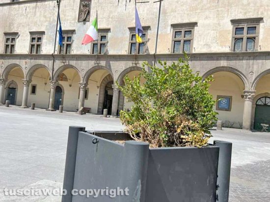 Viterbo - Le fioriere di piazza del Comune