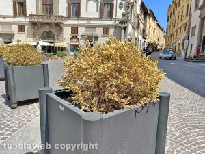 Viterbo - Le fioriere di piazza del Comune