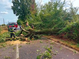 Fabrica di Roma - Grande quercia sradica e cade su via Falerina