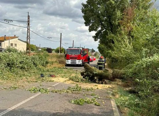 Fabrica di Roma - Grande quercia sradica e cade su via Falerina