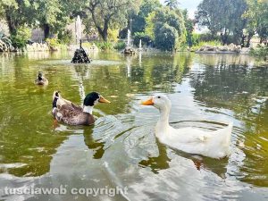 Viterbo - Pratogiardino - Oche e germani